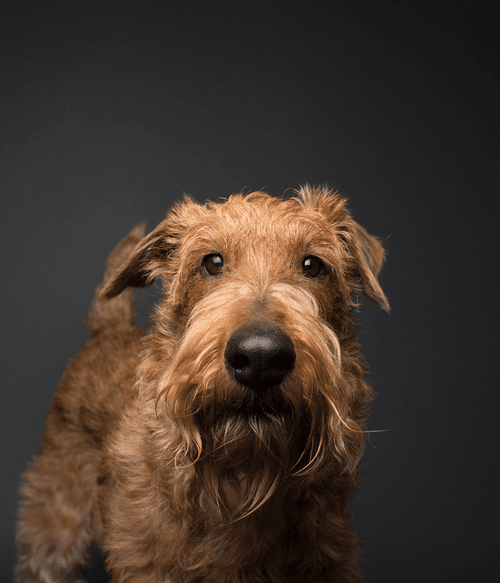 Lakeland Terrier #DA139