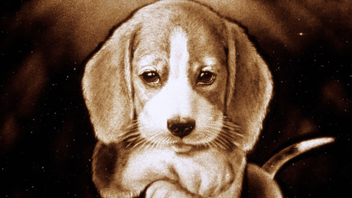 Lovely Beagle