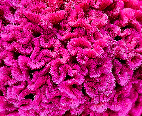 Seed Poem #55: The Brain Celosia