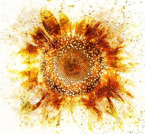 C Flower of the Sun