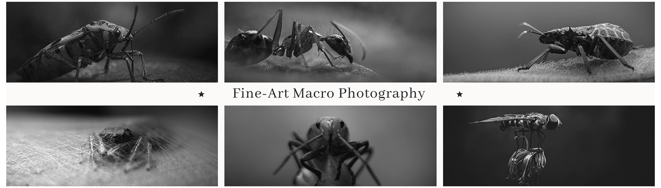 Fine-Art Macro Photography - Collection | OpenSea