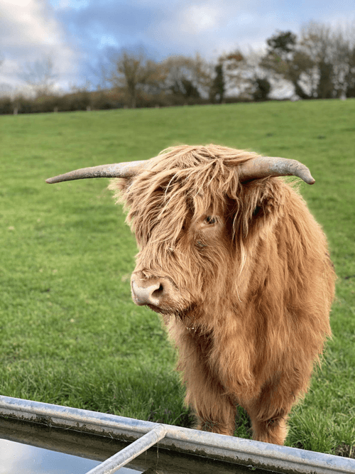 Highland Cow - Eweleaze Dairy Organic, Dorset, UK