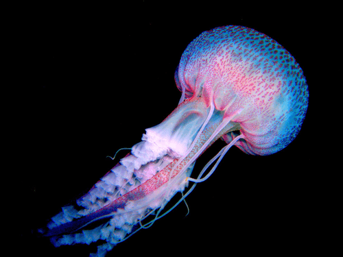 Jelly Fish