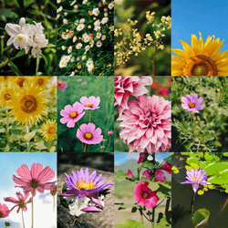 The Blooming moment collection image