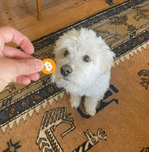Dogs (and Cats) of Decrypt