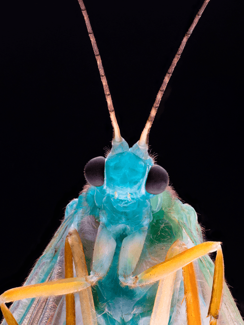 Insect Portrait Series