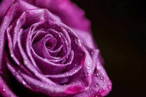 Purple bloom