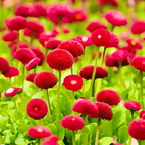 Beautiful Flowers image