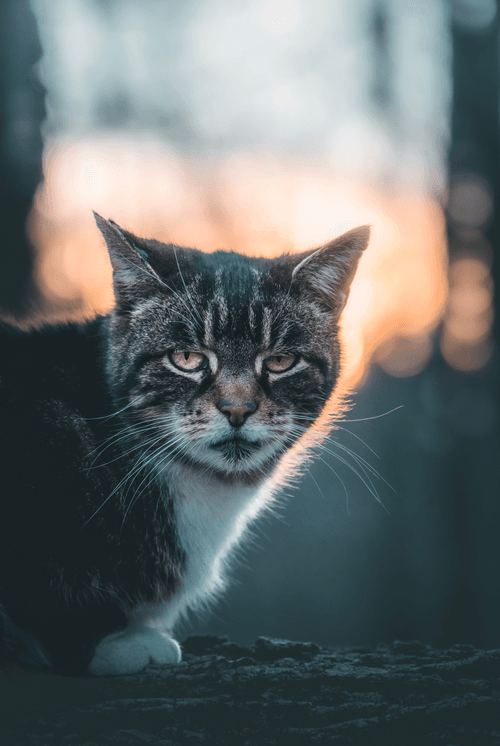 Lord of the Cats Collectors