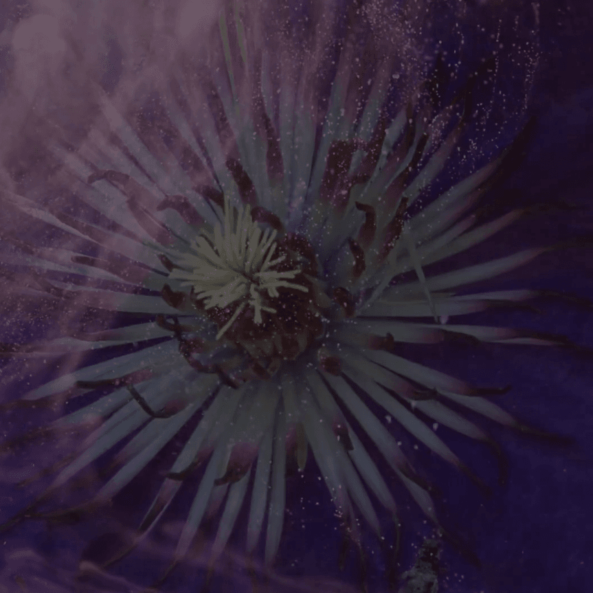 CAERULEA - THE NFT