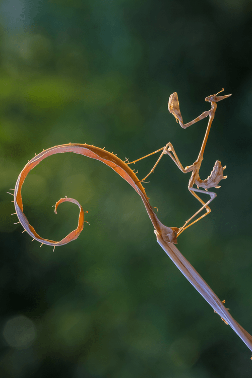 conehead mantis