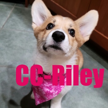 ccriley
