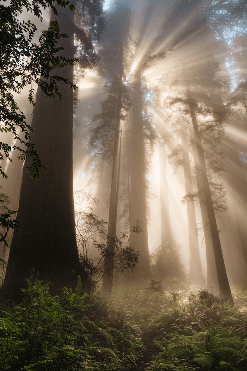 Redwoods in the Mist 3