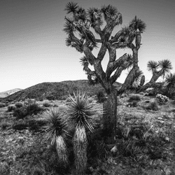 Joshua Tree in Black and White collection image