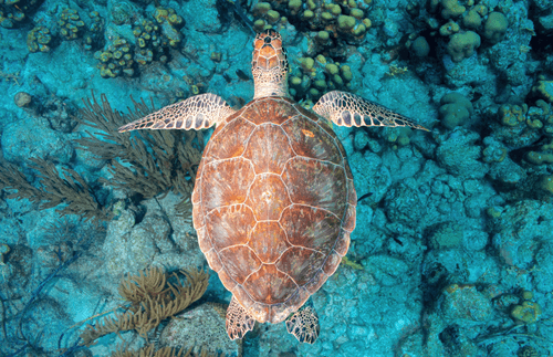Turtle Symetry