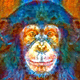 chimps art