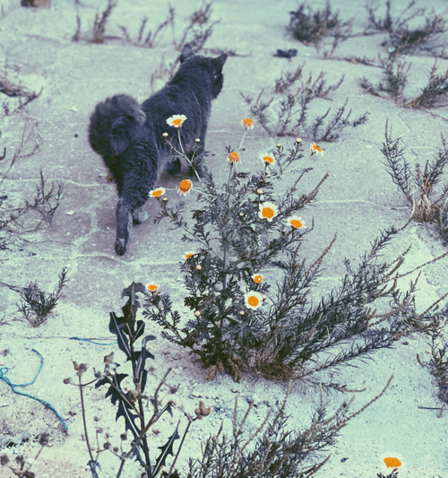 cat and roses