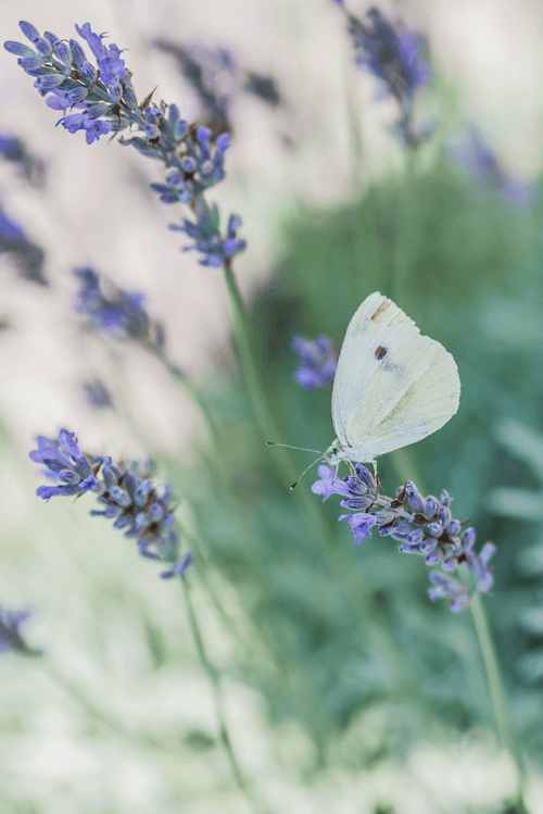 Beauty Flies #05 - Pieris brassicae