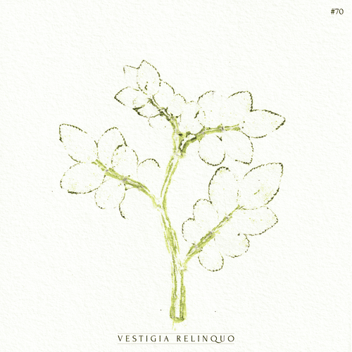 VESTIGIA RELINQUO #70