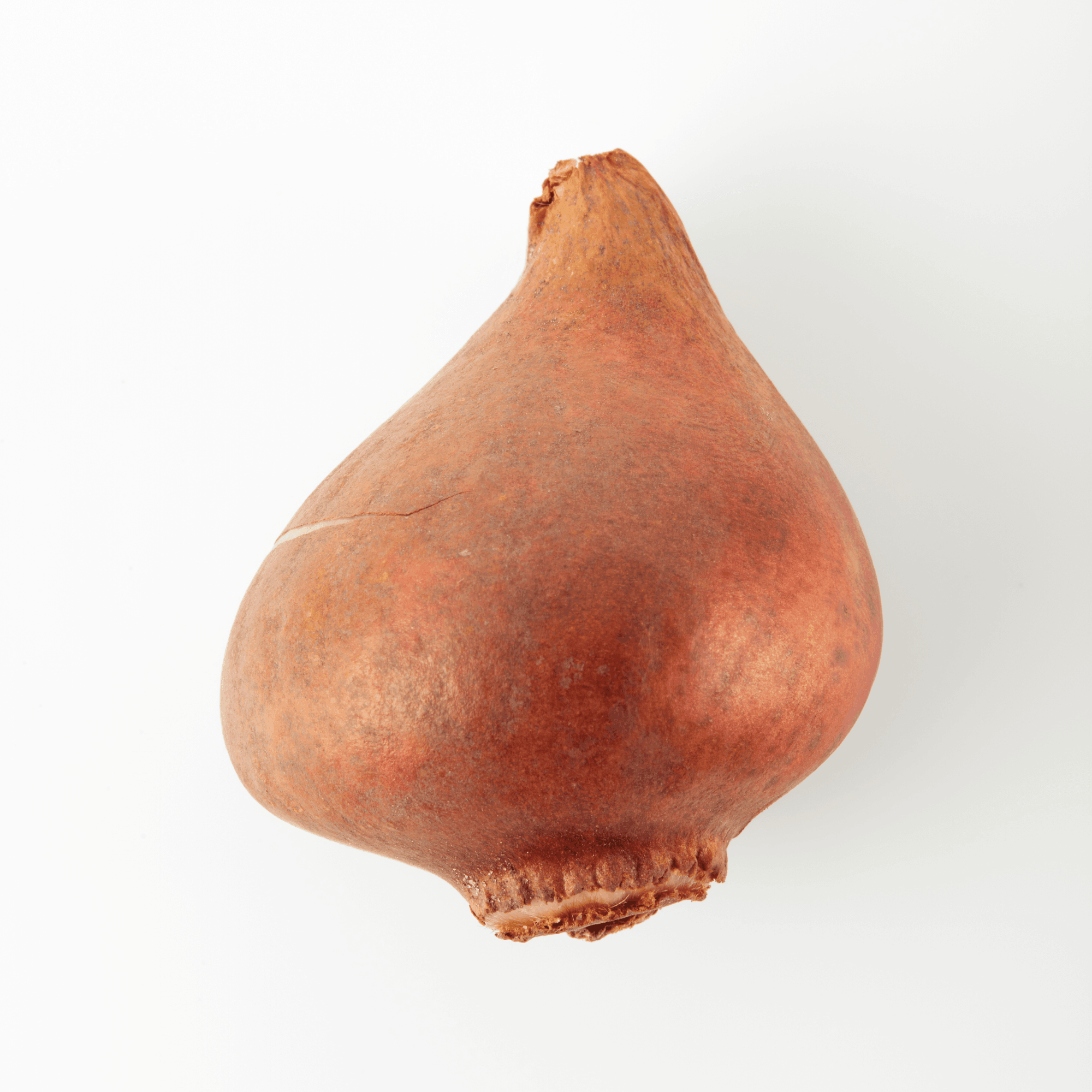 Tulip Bulb 3 Tulips 1637 OpenSea