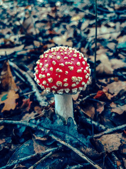 Mushrooms in the forest by Mike.S collection image