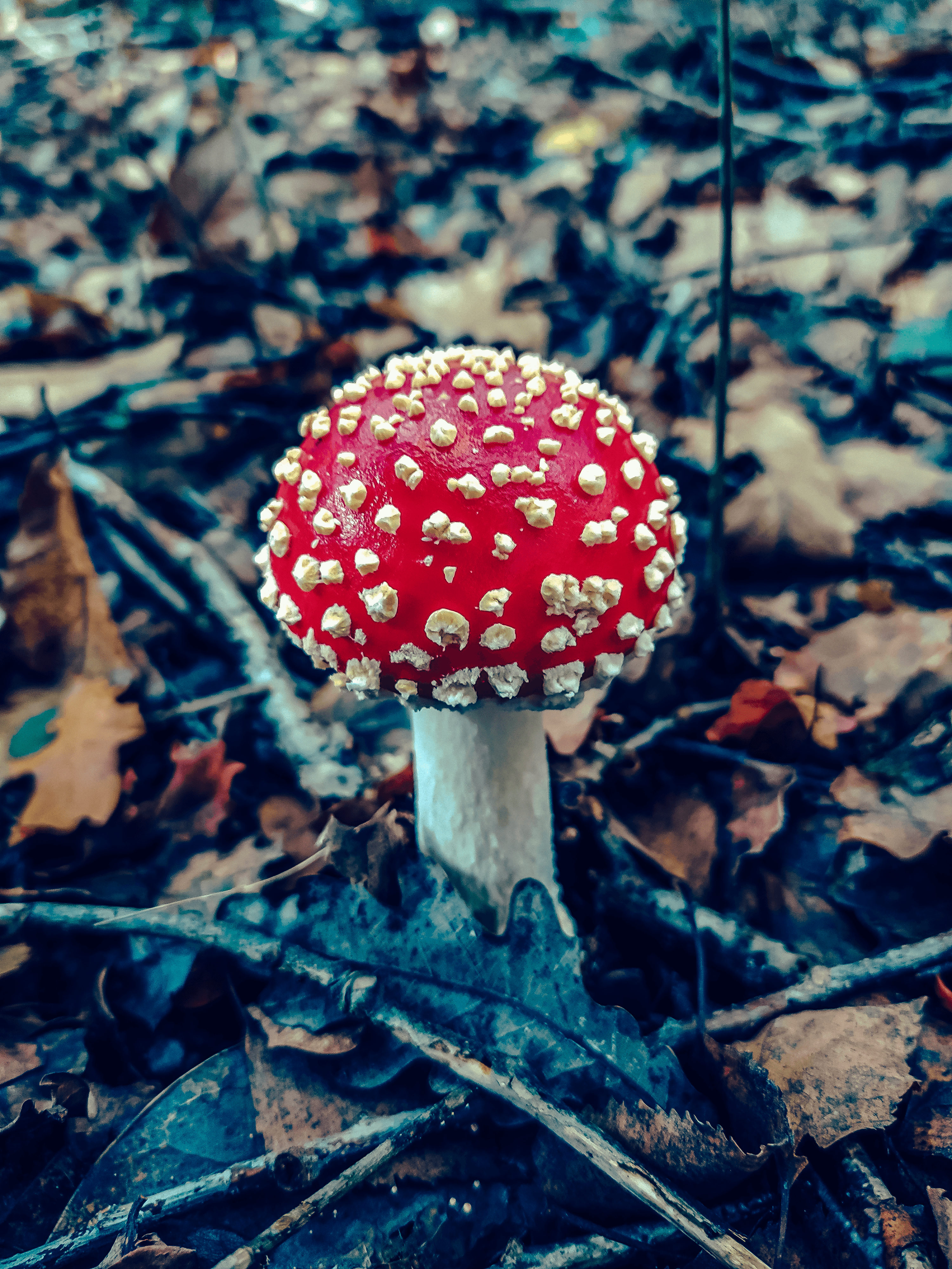 Mushrooms in the forest by Mike.S