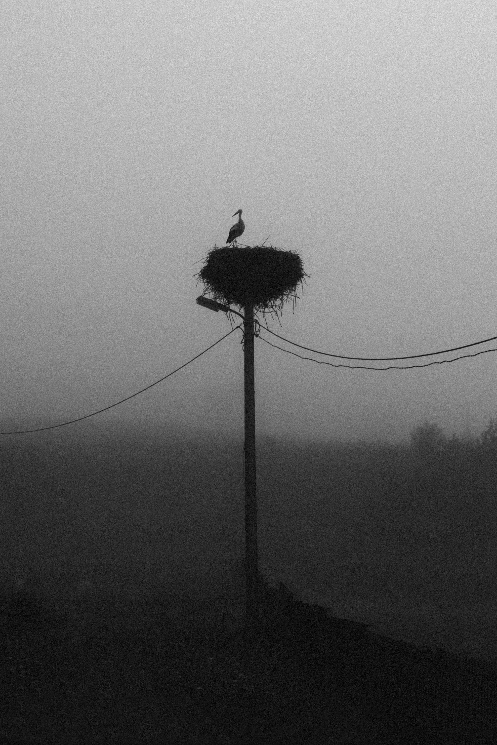 lone stork