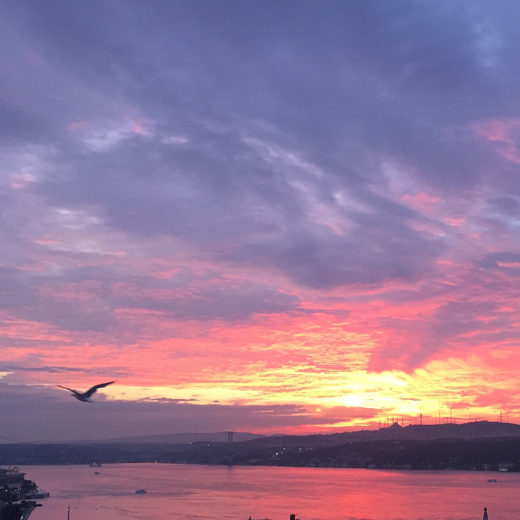 A Seagull Flies In The Bosphorus At Sunset