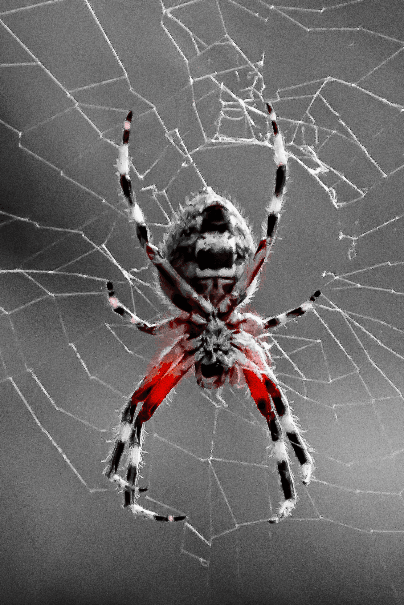 KA Photography - Screaming Spider