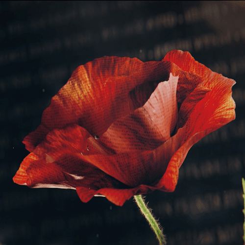 Immortal Poppy 1 - Huron E. Brant