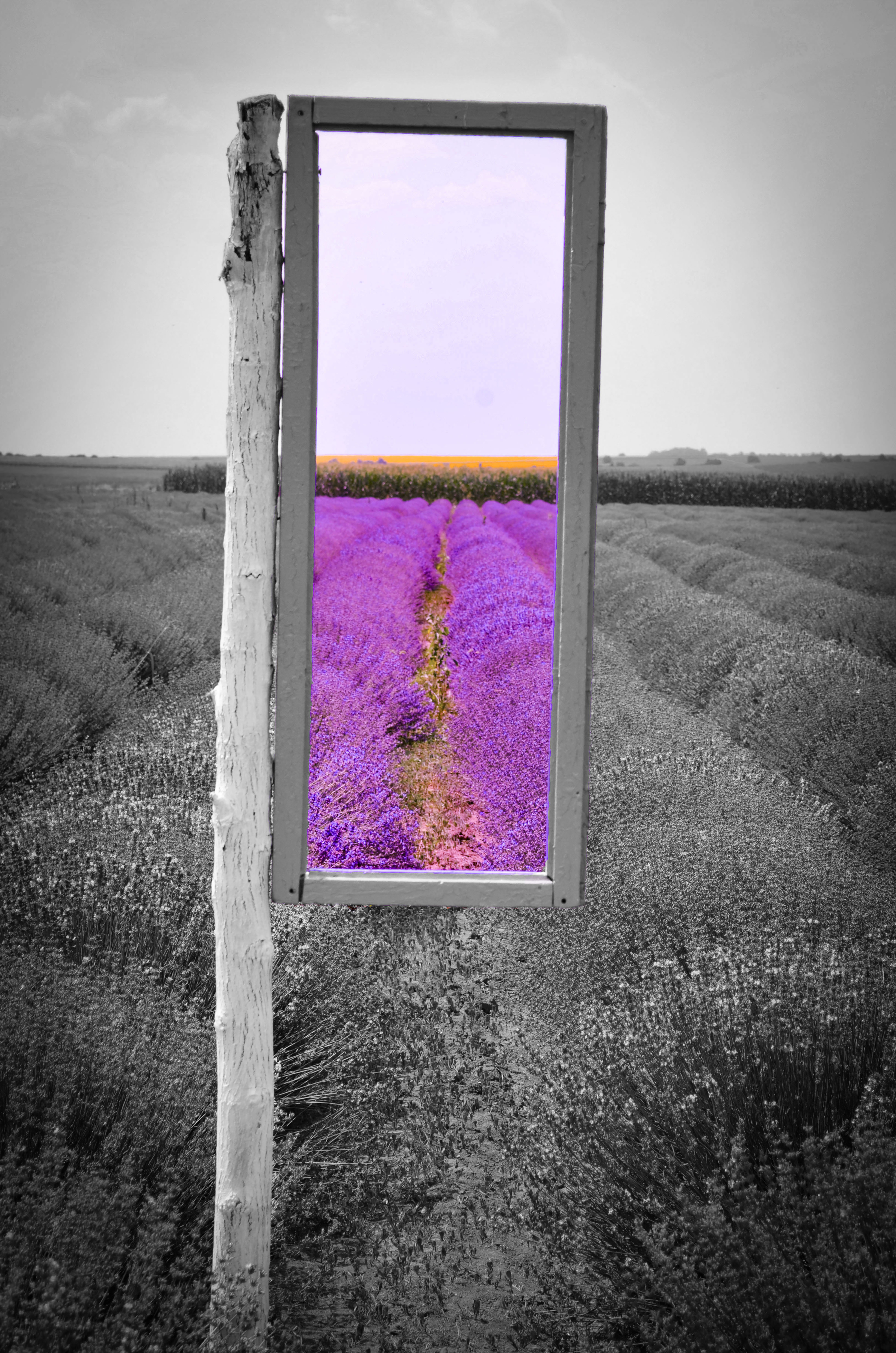 Lavender field #4