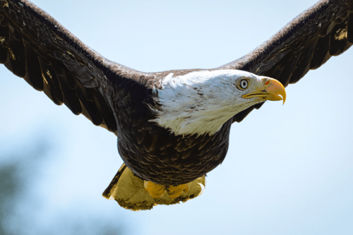 Bald Eagle #11