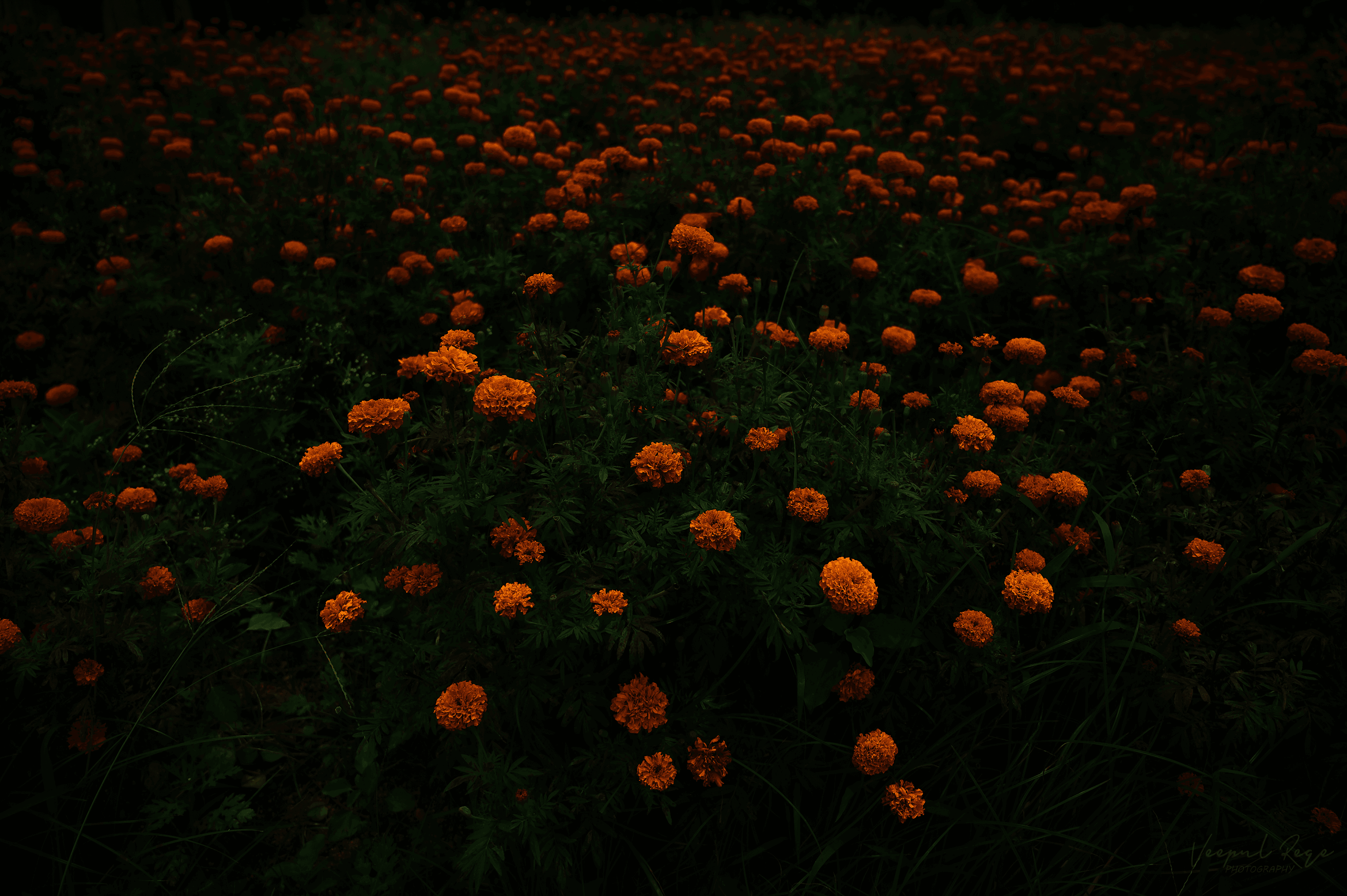 Bed of flowers