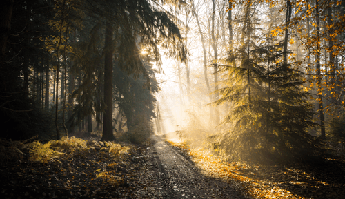 Follow The Light!