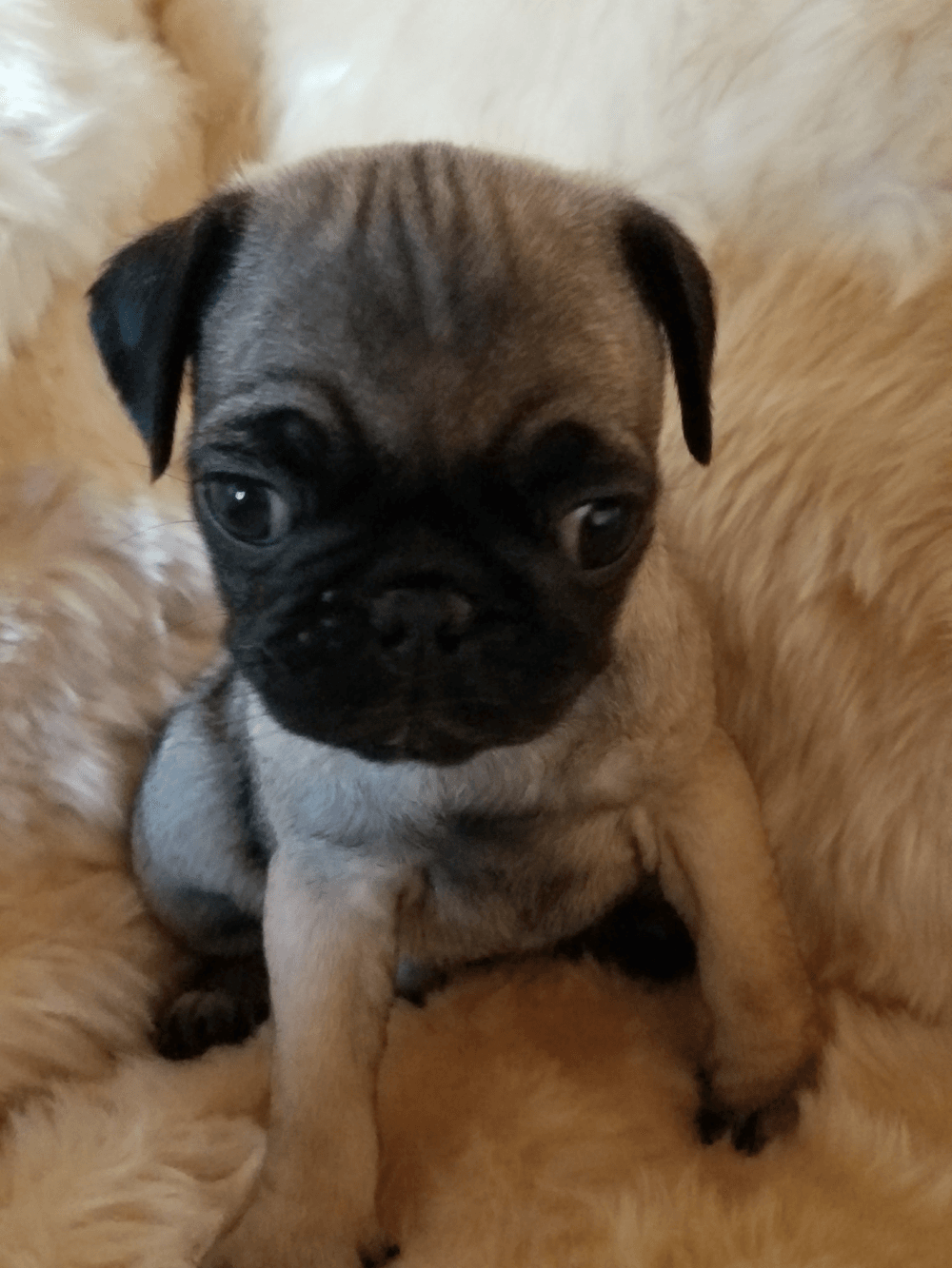 Cute best sale little pug