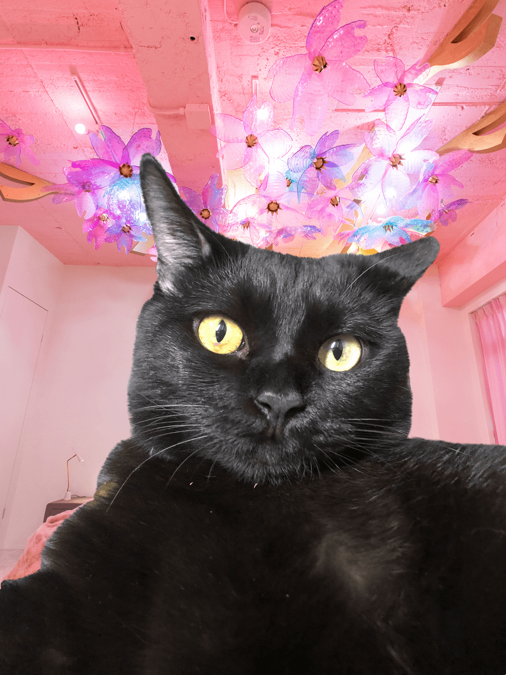 Cat best sale selfie png