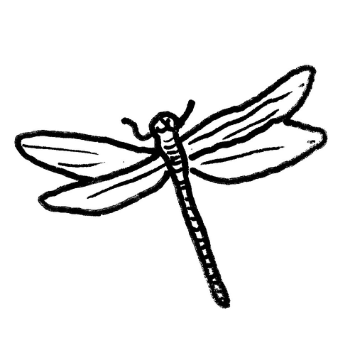 Dragonfly 