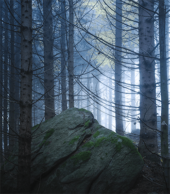 JATC - Just Around The Corner - My Search for Beauty and Atmosphere in Local Woodlands