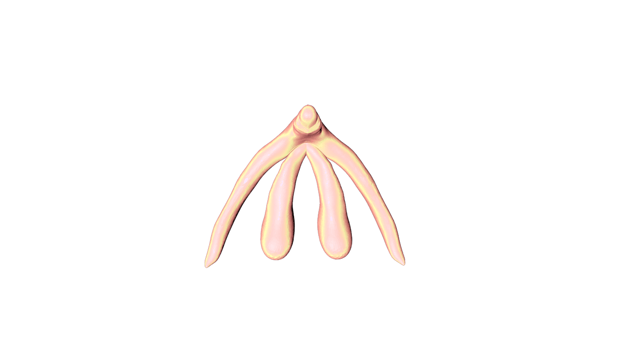 clit Collection OpenSea