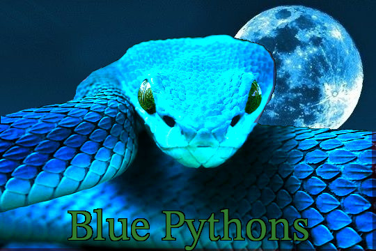 Blue Pythons - Collection | OpenSea