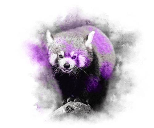 PURPLE SERIES - RED PANDA