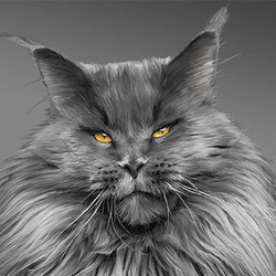 Maine Coon cats digital art collection image