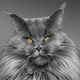 Maine Coon cats digital art