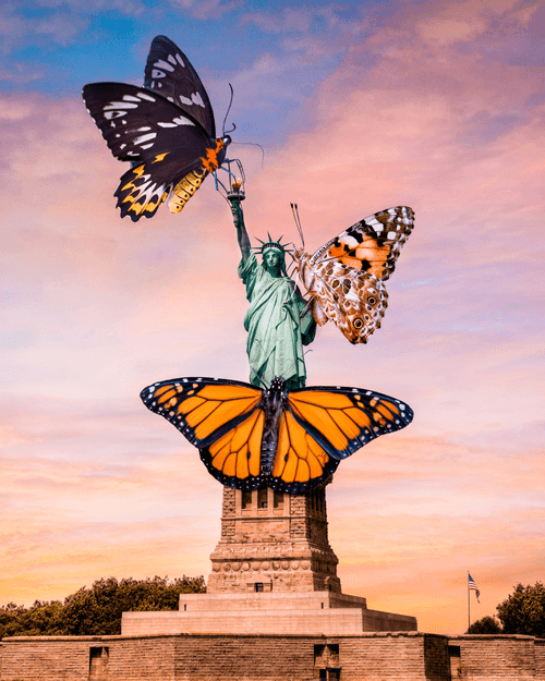 Beatrice the Butterfly