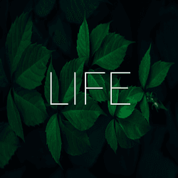 Life: Transformation happens here. collection image