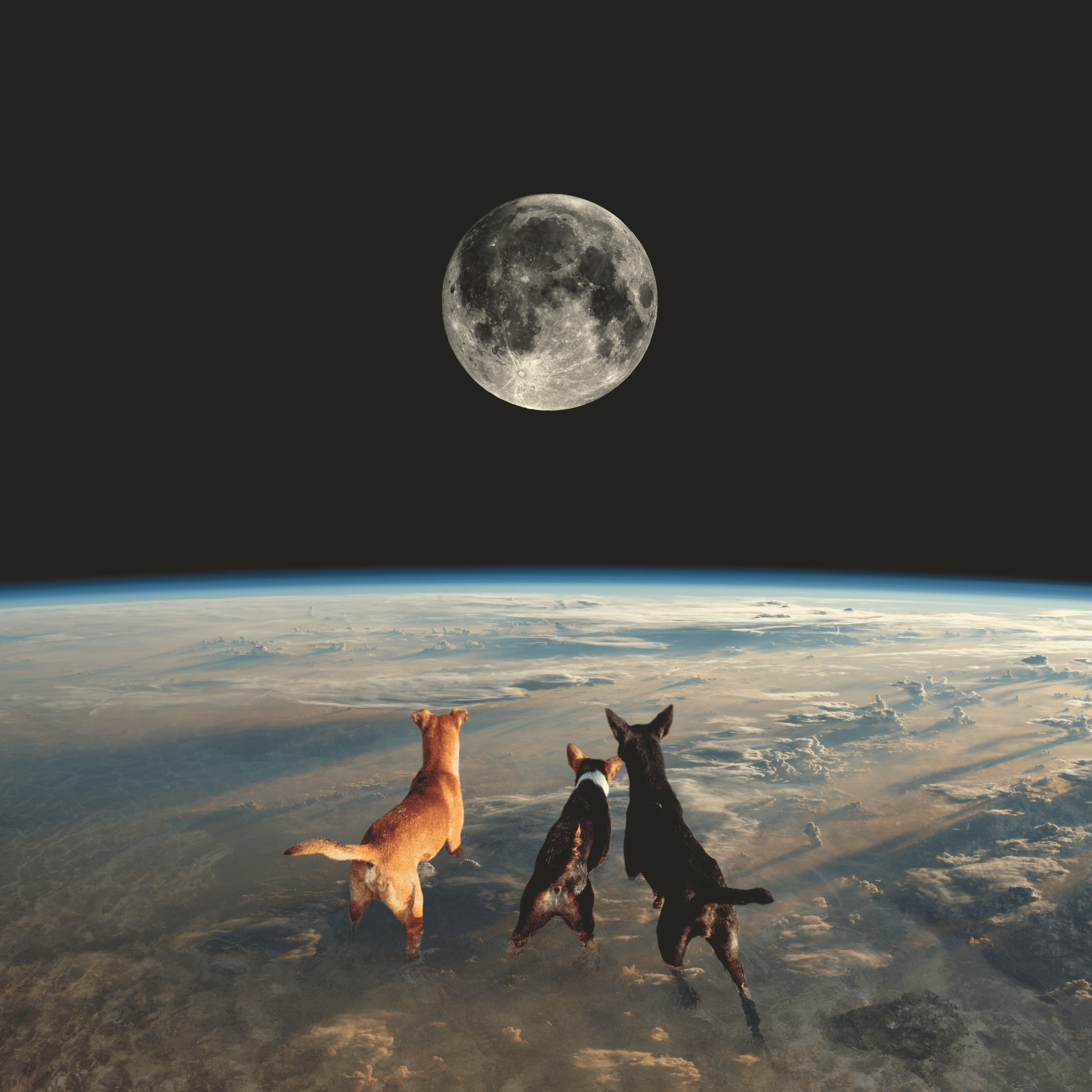 Dogs playing with the moon