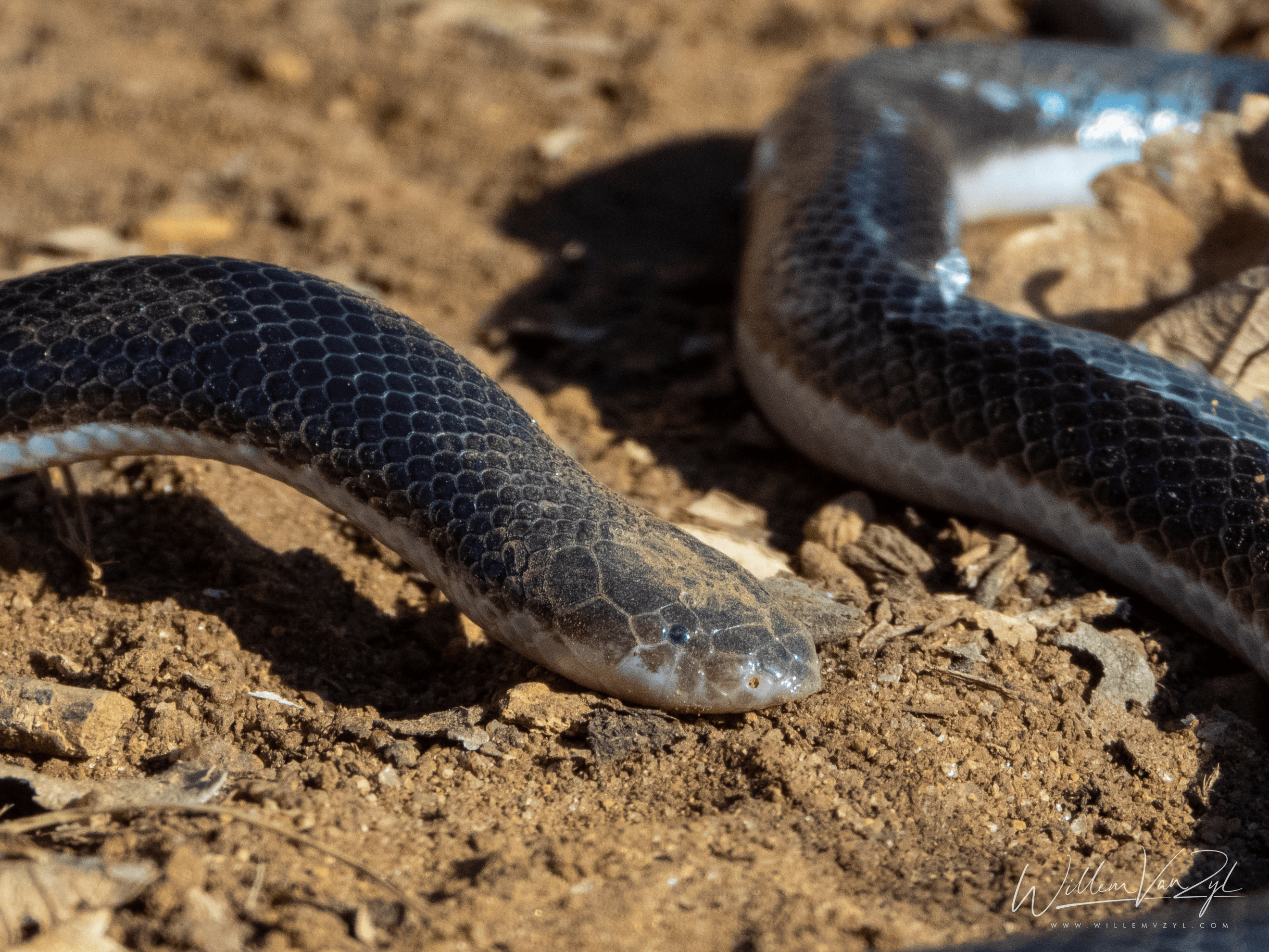 Bibron’s Stiletto Snake (Atractaspis bibronii)