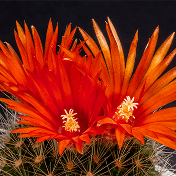 Cactus blooming - three flowers