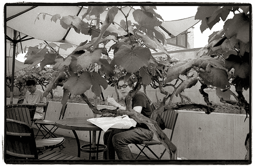 Jongro - the man between the vine trees