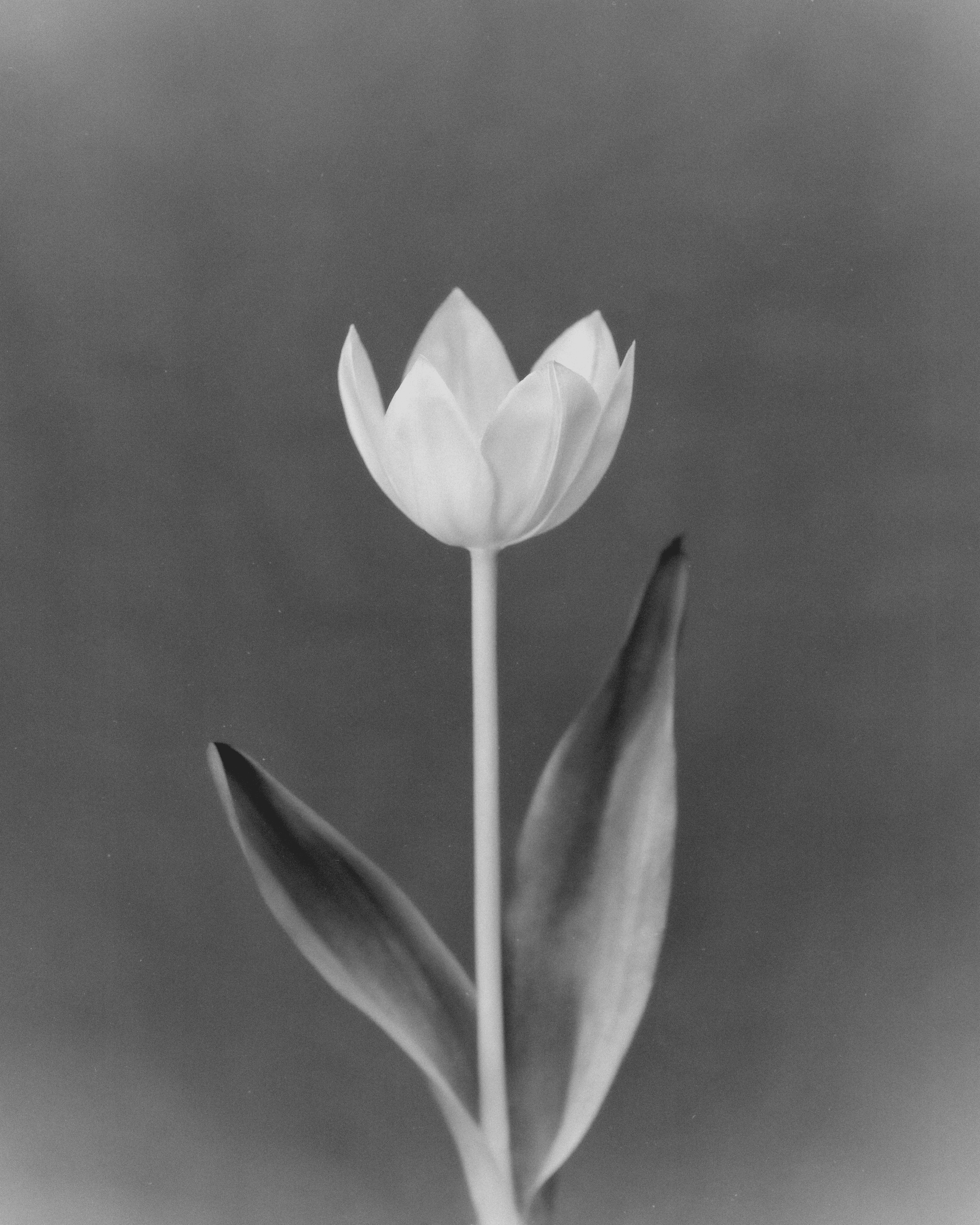Anthos #62 - Tulip